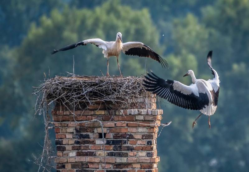 Professional Chimney Animal Removal Services in Chicago, Illinois