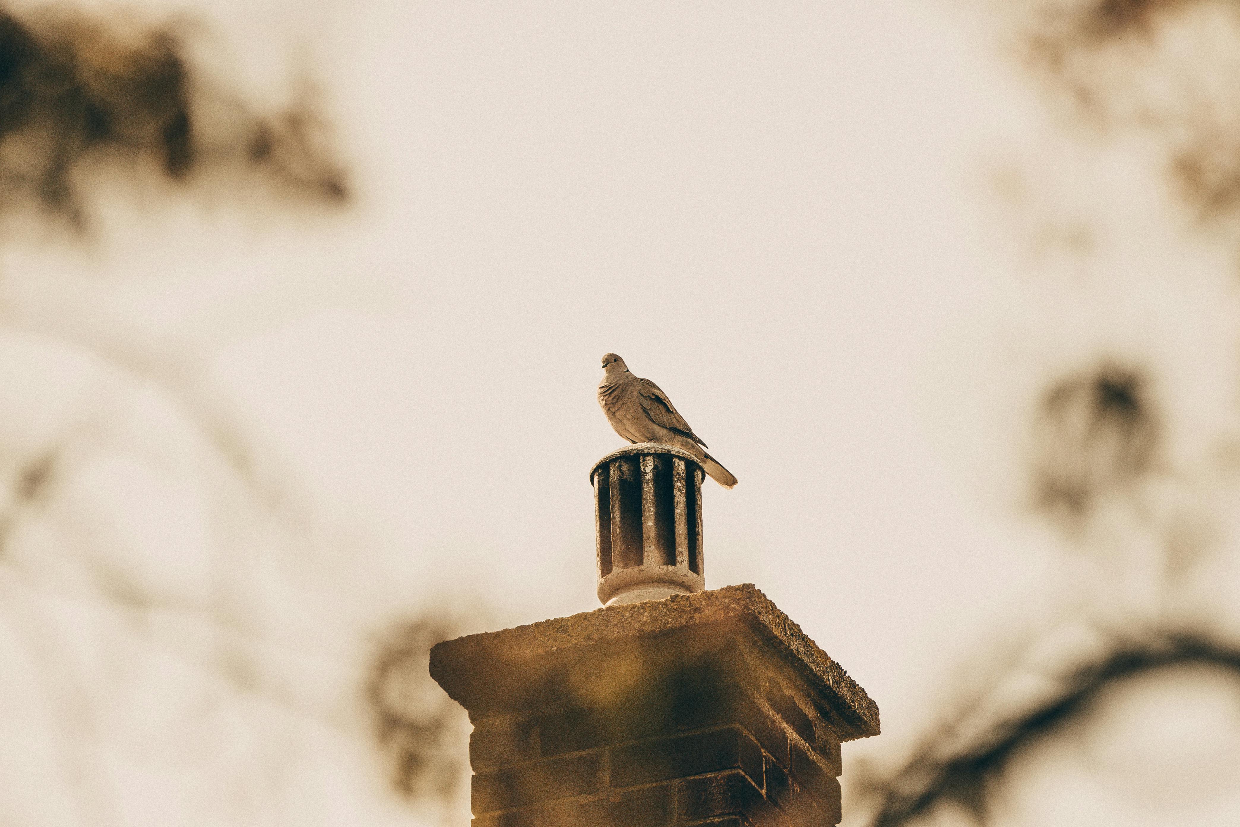 Expert Chimney Cap Installation in Chicago, Illinois